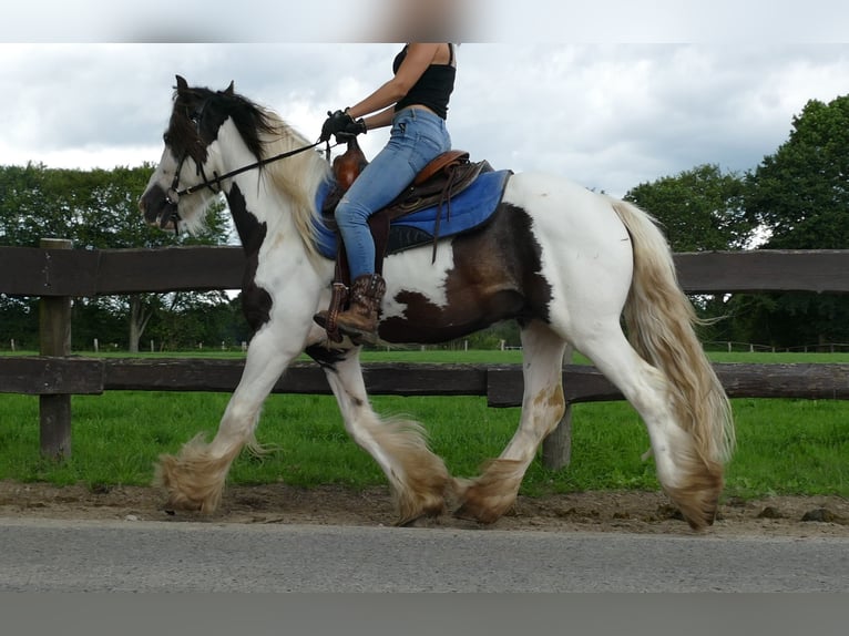 Tinker Hongre 5 Ans 142 cm Pinto in Lathen