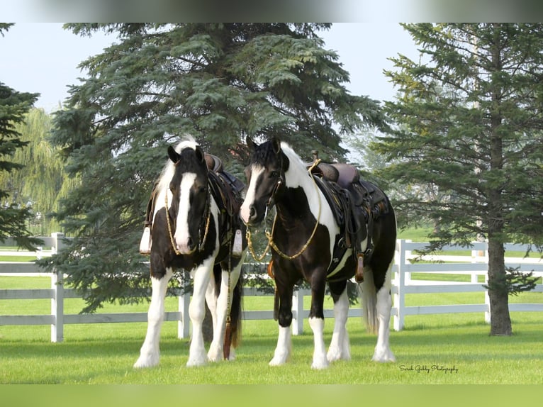 Tinker Croisé Hongre 5 Ans 142 cm Pinto in Independence