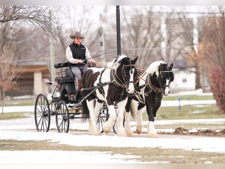 Tinker Croisé Hongre 5 Ans 142 cm Pinto in Independence