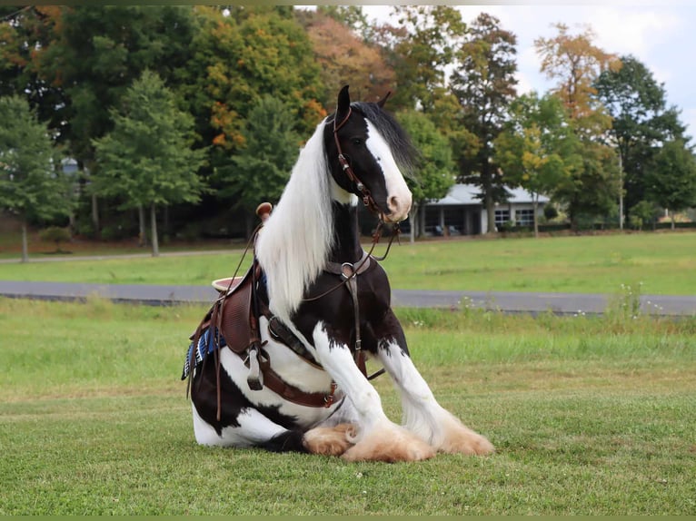 Tinker Hongre 5 Ans 142 cm Tobiano-toutes couleurs in Dundee OH