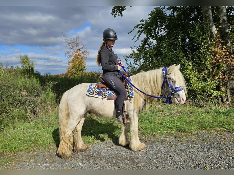 Tinker Hongre 5 Ans 143 cm Pinto in Linkenbach