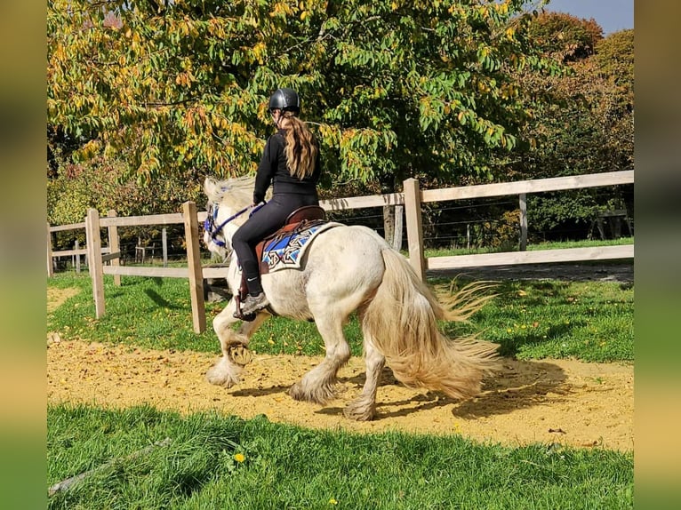 Tinker Hongre 5 Ans 143 cm Pinto in Linkenbach