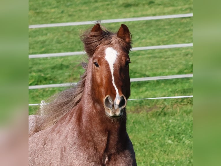 Tinker Hongre 5 Ans 144 cm Rouan Rouge in Besenbüren