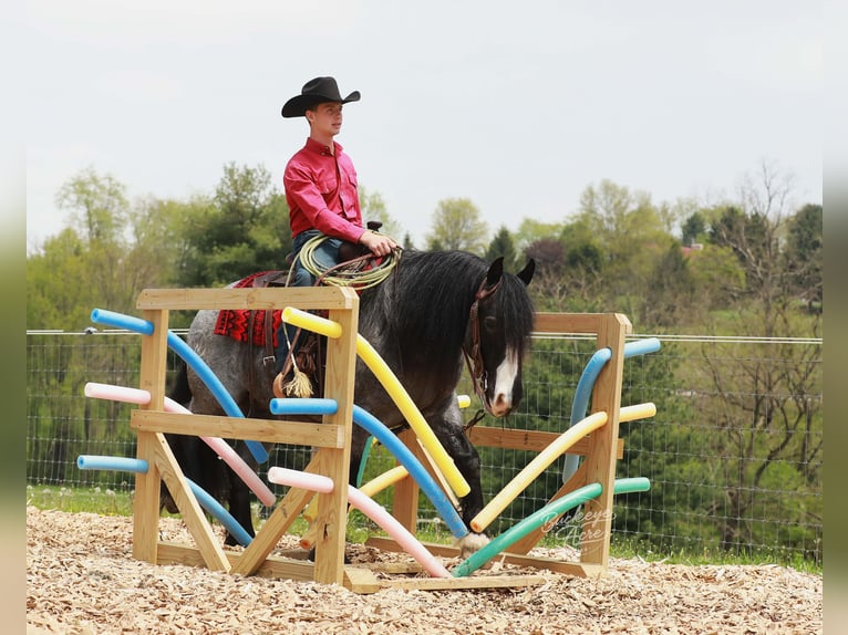 Tinker Croisé Hongre 5 Ans 145 cm Rouan Bleu in Millersburg