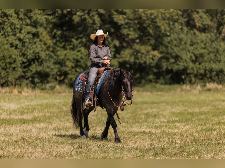 Tinker Croisé Hongre 5 Ans 145 cm Rouan Bleu in Ames, IA