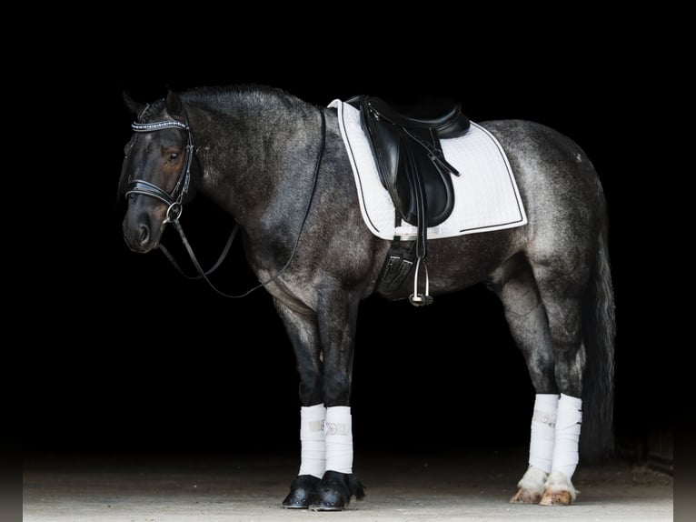 Tinker Croisé Hongre 5 Ans 145 cm Rouan Bleu in Ames, IA