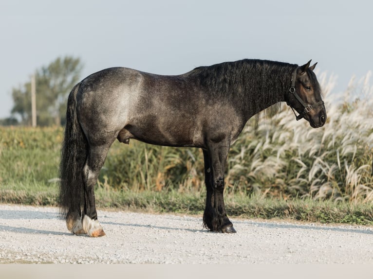 Tinker Croisé Hongre 5 Ans 145 cm Rouan Bleu in Ames, IA