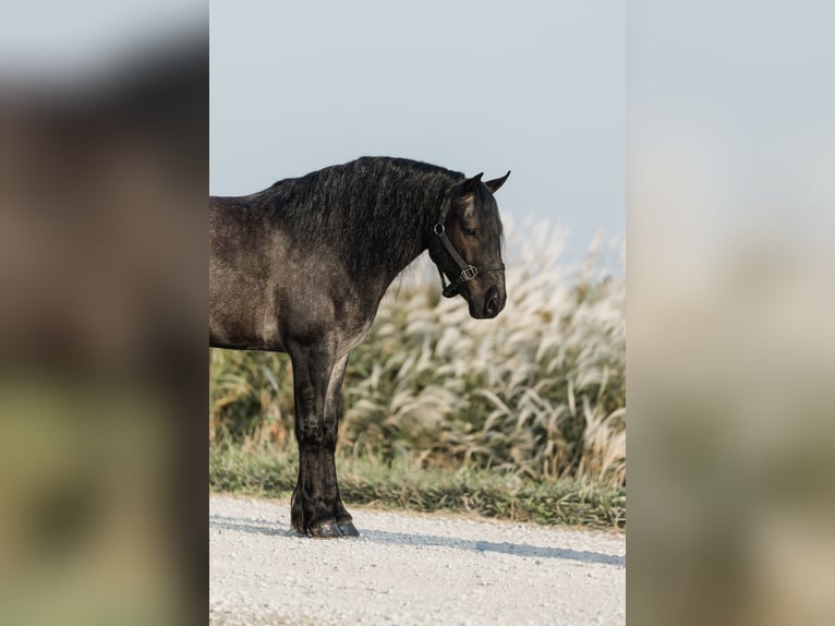 Tinker Croisé Hongre 5 Ans 145 cm Rouan Bleu in Ames, IA