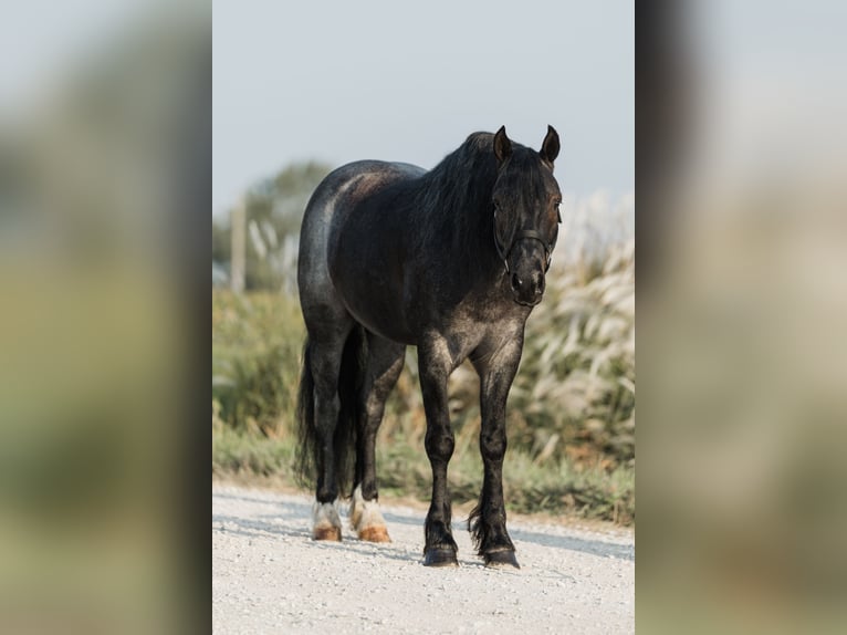 Tinker Croisé Hongre 5 Ans 145 cm Rouan Bleu in Ames, IA