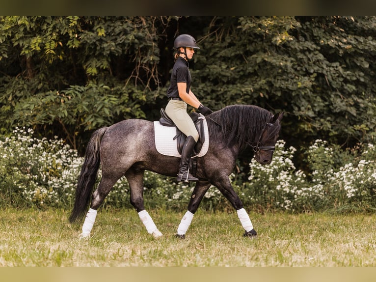 Tinker Croisé Hongre 5 Ans 145 cm Rouan Bleu in Ames, IA