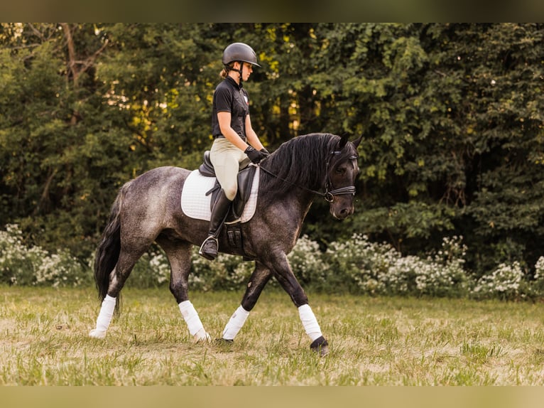 Tinker Croisé Hongre 5 Ans 145 cm Rouan Bleu in Ames, IA