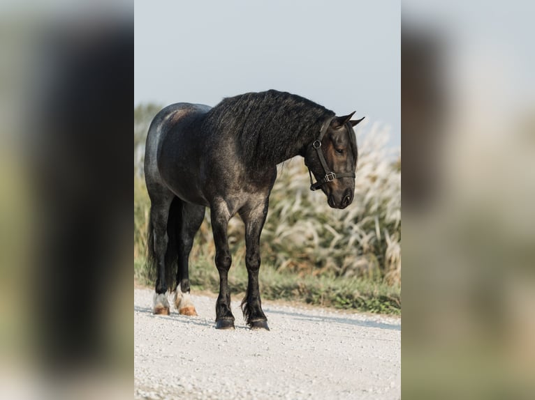 Tinker Croisé Hongre 5 Ans 145 cm Rouan Bleu in Ames, IA