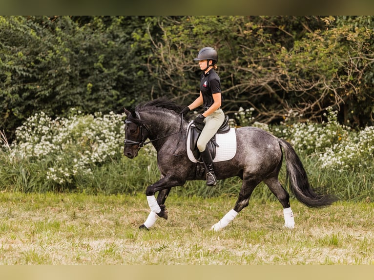 Tinker Croisé Hongre 5 Ans 145 cm Rouan Bleu in Ames, IA