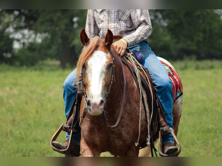 Tinker Croisé Hongre 5 Ans 145 cm in Baxter Springs, KS