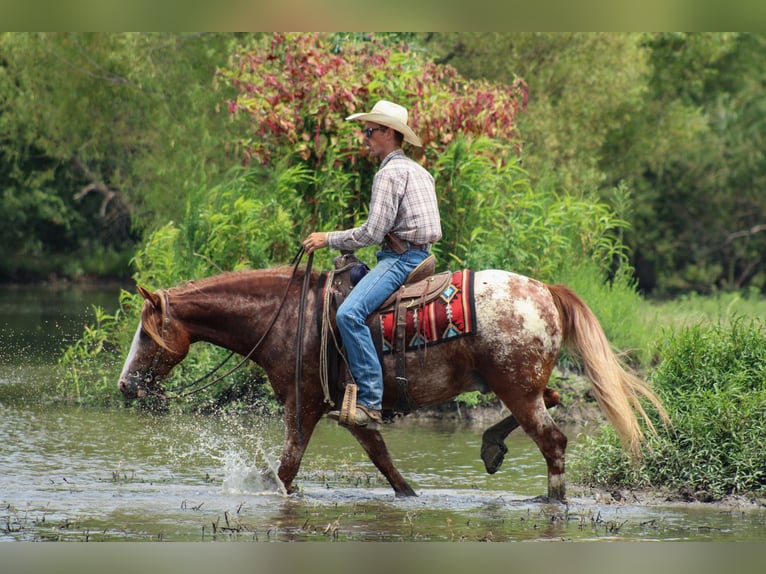 Tinker Croisé Hongre 5 Ans 145 cm in Baxter Springs, KS