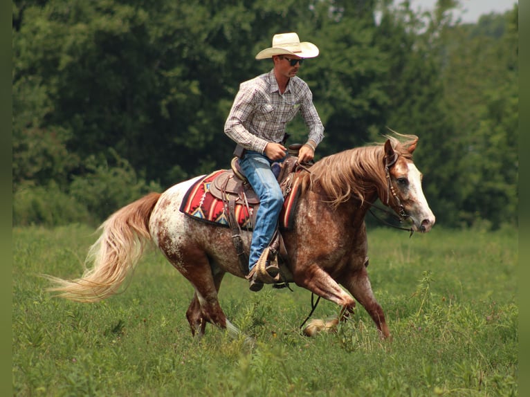 Tinker Croisé Hongre 5 Ans 145 cm in Baxter Springs, KS