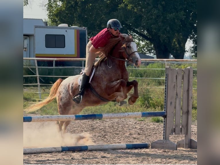 Tinker Croisé Hongre 5 Ans 145 cm in Baxter Springs, KS