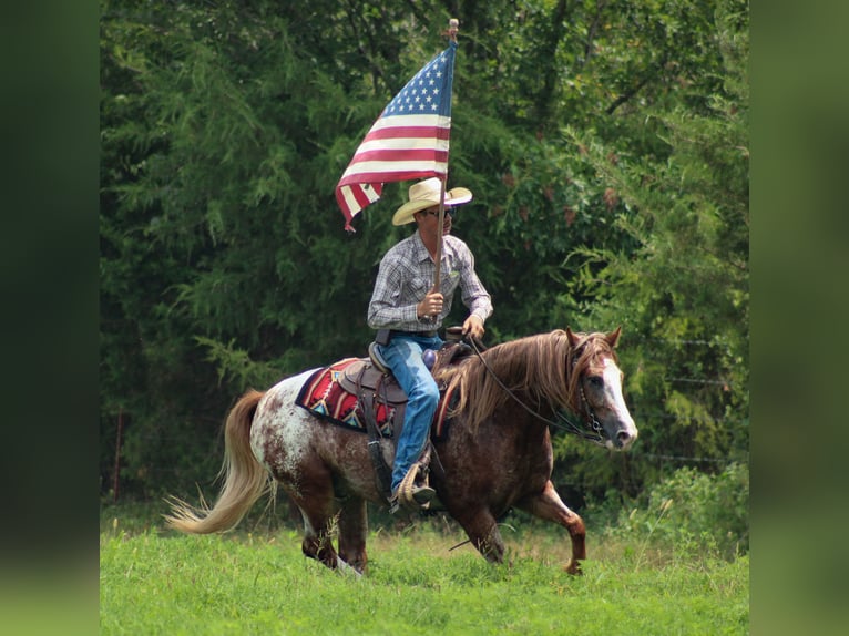 Tinker Croisé Hongre 5 Ans 145 cm in Baxter Springs, KS