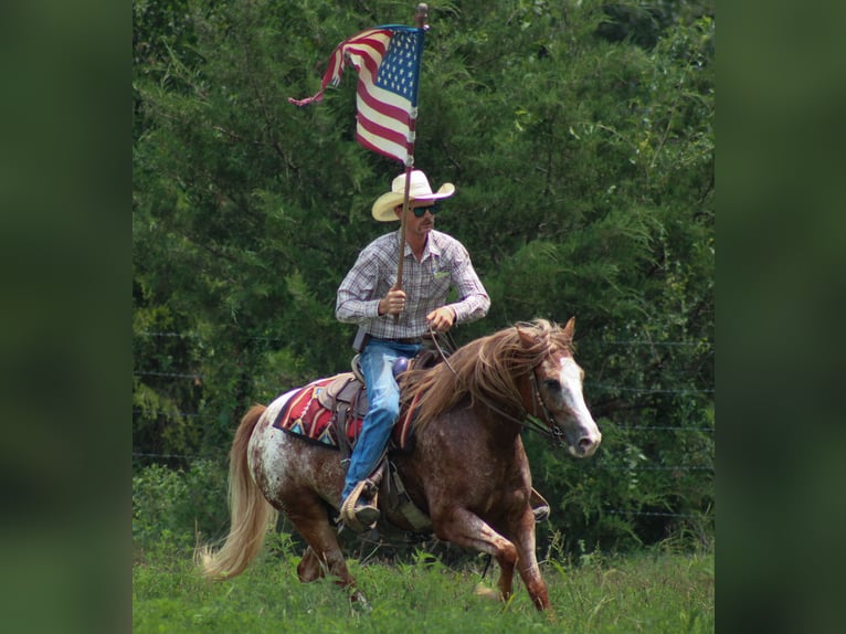 Tinker Croisé Hongre 5 Ans 145 cm in Baxter Springs, KS