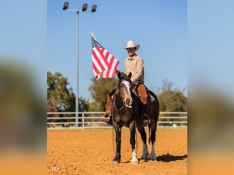 Tinker Croisé Hongre 5 Ans 150 cm Buckskin in Weatherford