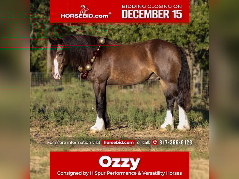 Tinker Croisé Hongre 5 Ans 150 cm Buckskin in Weatherford