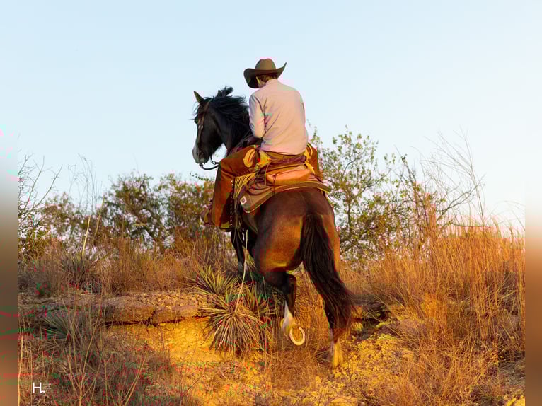Tinker Croisé Hongre 5 Ans 150 cm Buckskin in Weatherford