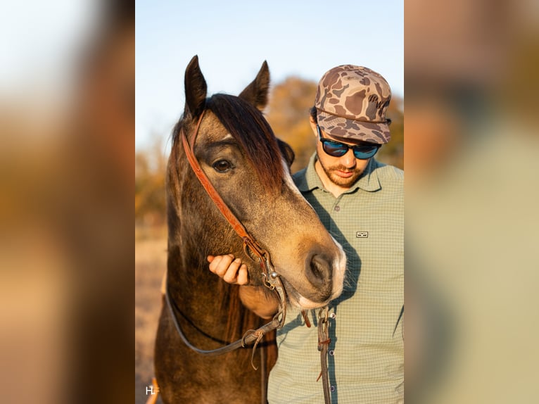 Tinker Croisé Hongre 5 Ans 150 cm Buckskin in Weatherford