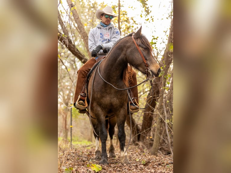 Tinker Croisé Hongre 5 Ans 150 cm Buckskin in Weatherford