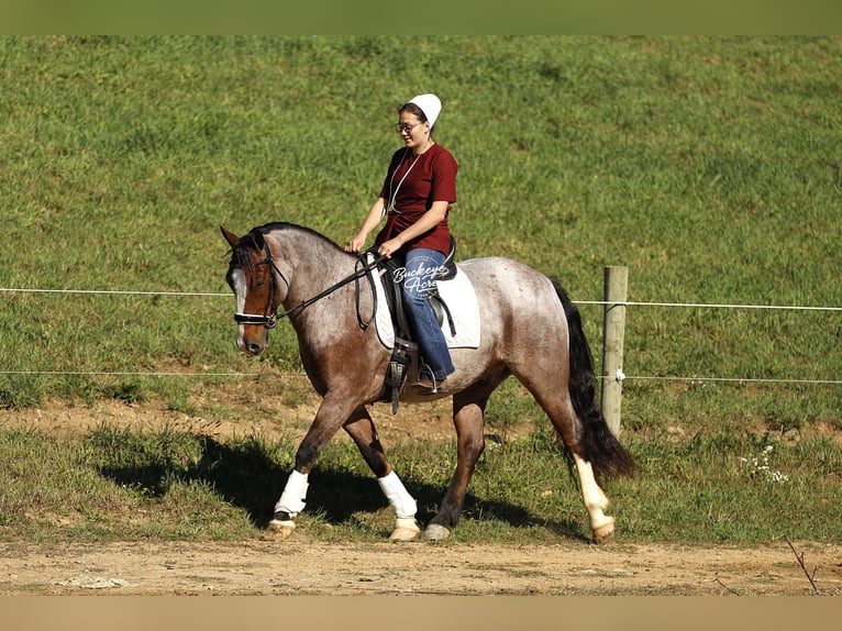 Tinker Croisé Hongre 5 Ans 150 cm Roan-Bay in Millersburg