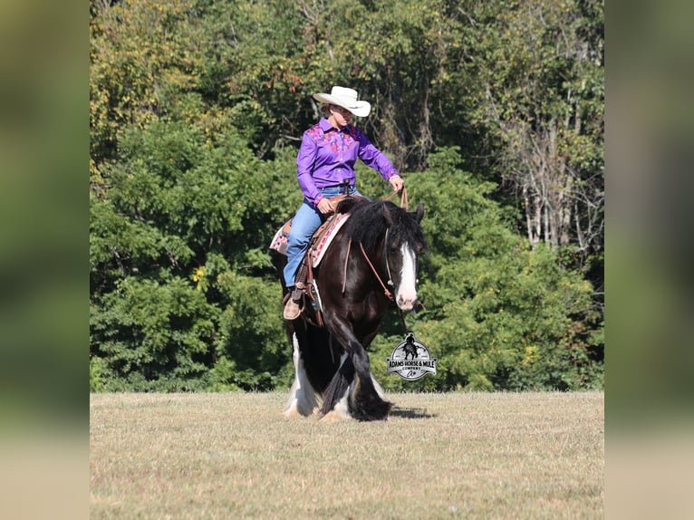 Tinker Hongre 5 Ans 152 cm Noir in Mount Vernon