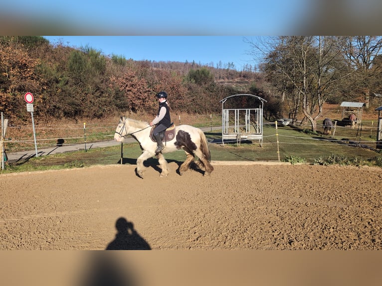 Tinker Hongre 5 Ans 152 cm Pinto in Morsbach