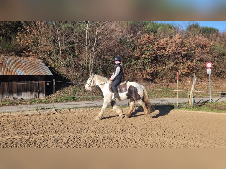 Tinker Hongre 5 Ans 152 cm Pinto in Morsbach