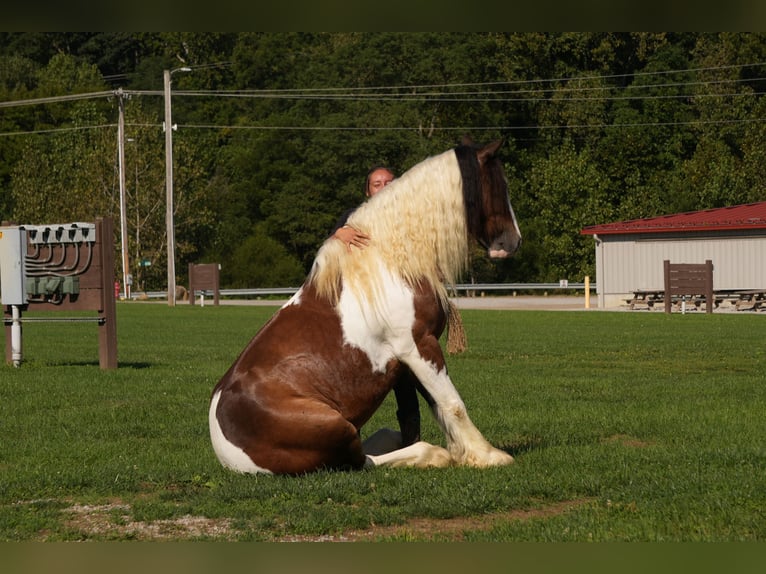 Tinker Croisé Hongre 5 Ans 152 cm Pinto in Fresno