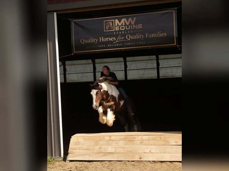 Tinker Croisé Hongre 5 Ans 152 cm Pinto in Fresno