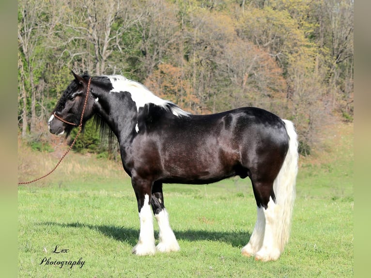 Tinker Hongre 5 Ans 152 cm Tobiano-toutes couleurs in Half Way, MO