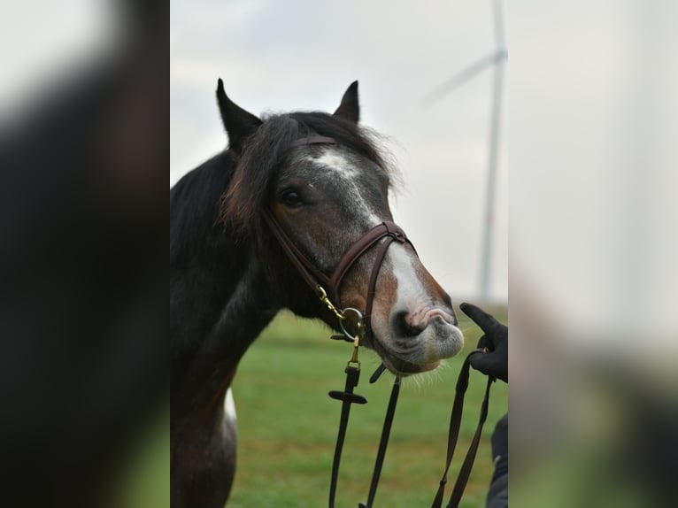 Tinker Hongre 5 Ans 153 cm Pinto in Geilenkirchen
