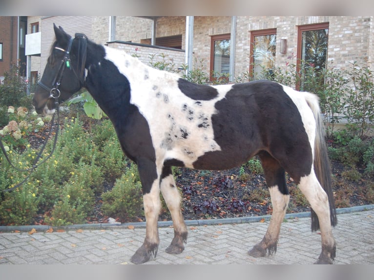 Tinker Hongre 5 Ans 153 cm Pinto in Metelen