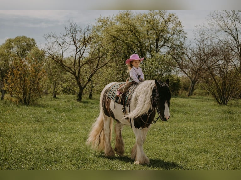 Tinker Hongre 5 Ans 155 cm Pinto in Gerber