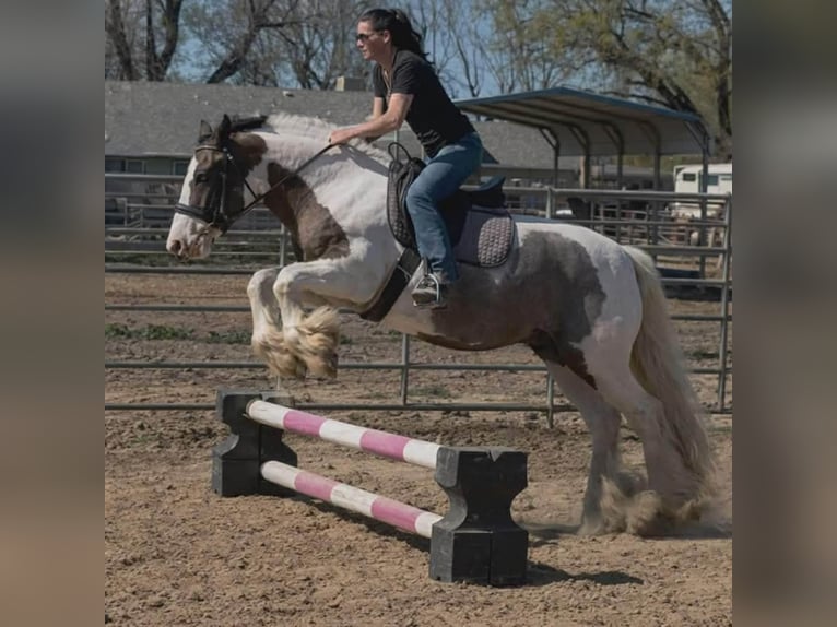 Tinker Hongre 5 Ans 155 cm Pinto in Gerber