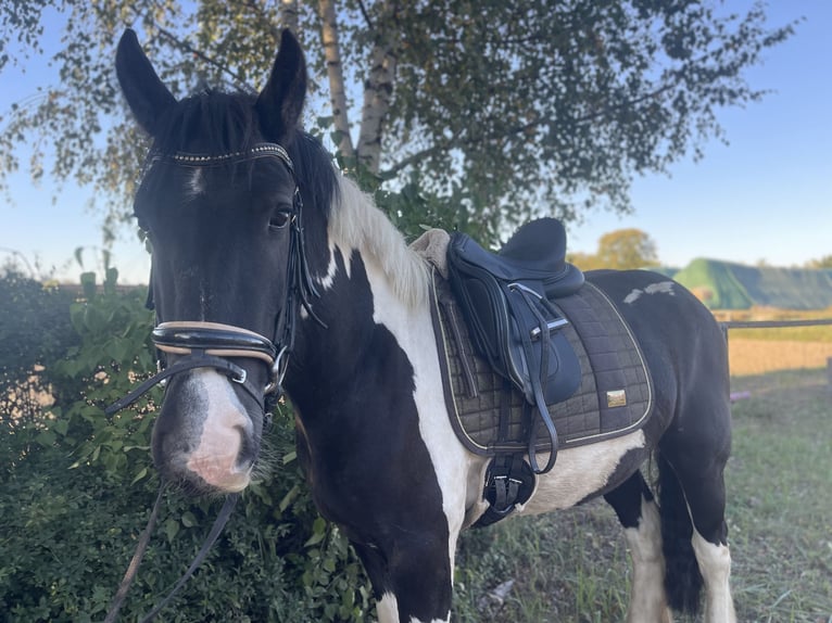 Tinker Hongre 5 Ans 158 cm Tobiano-toutes couleurs in Trebbin