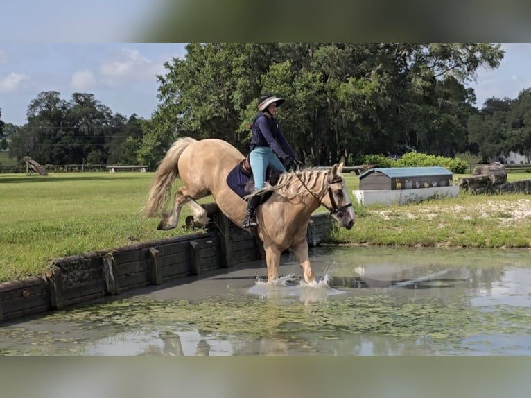 Tinker Hongre 5 Ans 163 cm Palomino in Weirsdale
