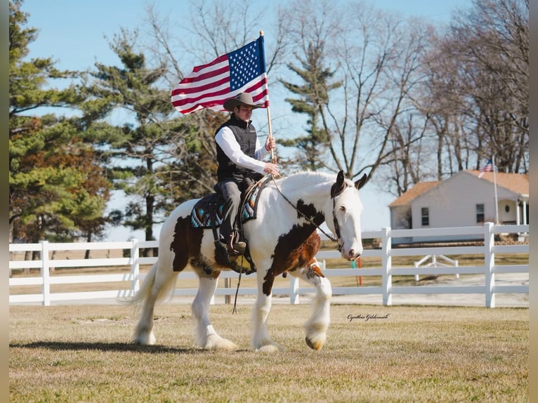 Tinker Hongre 5 Ans 168 cm Tobiano-toutes couleurs in INdependence IA