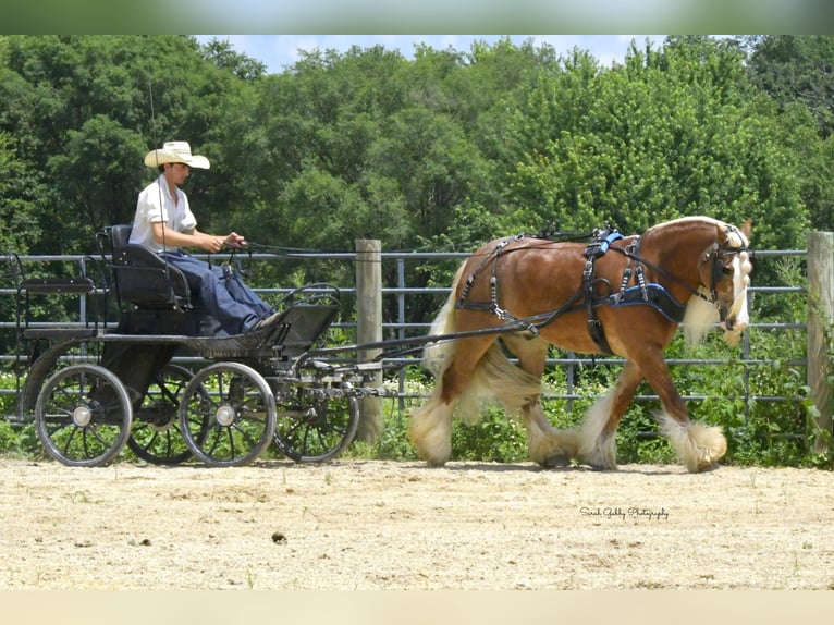 Tinker Hongre 5 Ans Alezan cuivré in Oelwein
