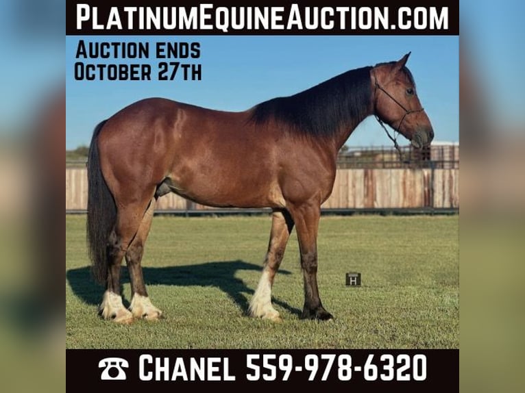 Tinker Hongre 5 Ans Bai cerise in Jacksboro TX