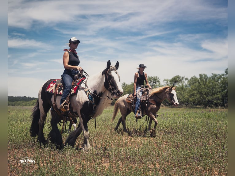 Tinker Hongre 5 Ans Pinto in Jacksboro
