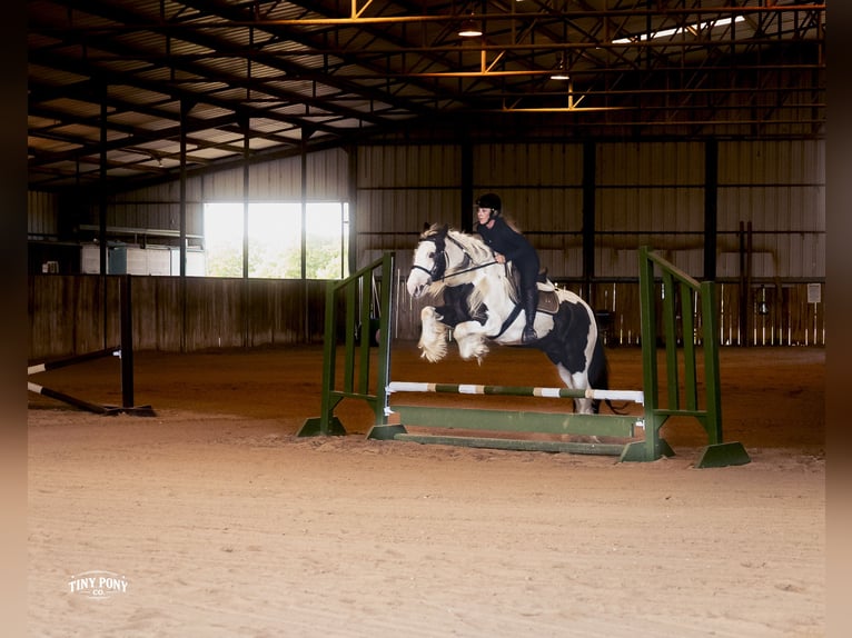 Tinker Hongre 5 Ans Pinto in Jacksboro