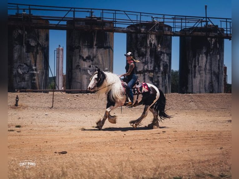 Tinker Hongre 5 Ans Pinto in Jacksboro