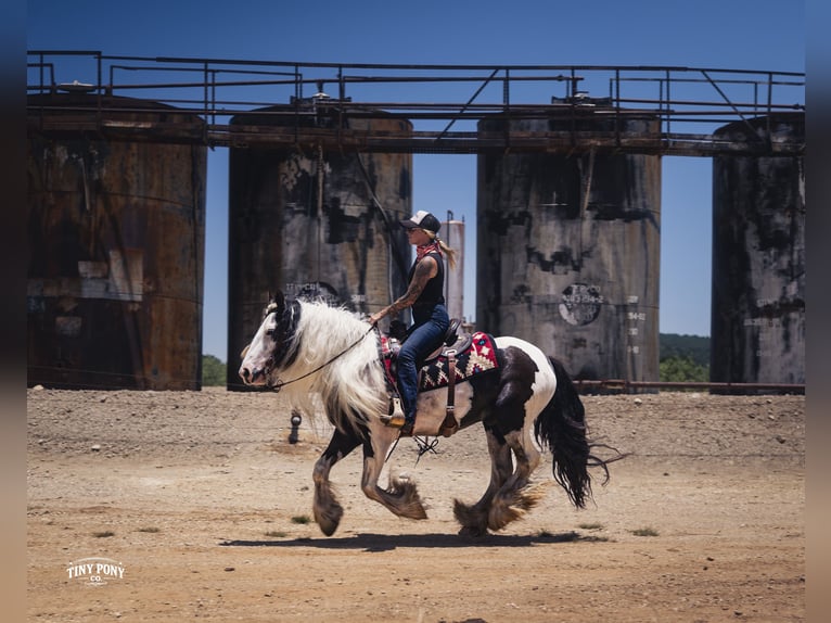 Tinker Hongre 5 Ans Pinto in Jacksboro