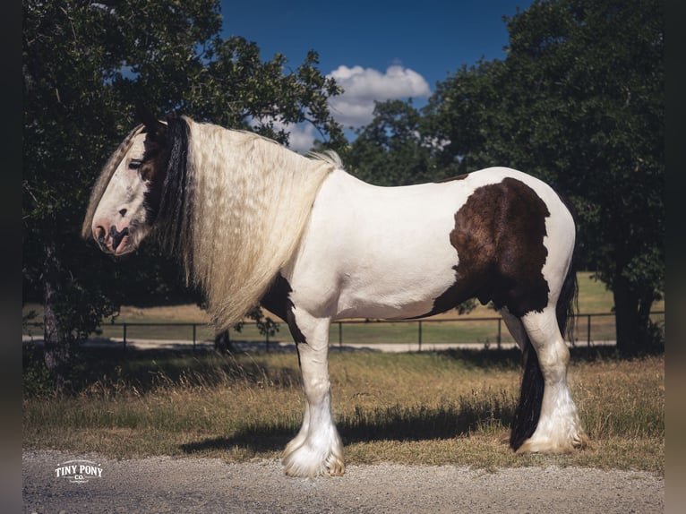 Tinker Hongre 5 Ans Pinto in Jacksboro