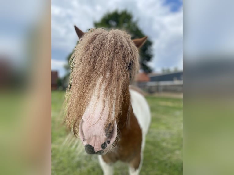 Tinker Hongre 5 Ans Pinto in Schermbeck